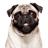 icon Talking Pug 2.4