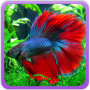 icon Betta Fish