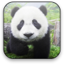 icon Panda Video Wallpaper