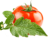 icon tj.agroinform.tomato 2.5.0