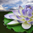 icon Lotus Flower Wallpapers 2.23.23