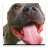 icon Audiobook: Dog Training 41.0