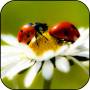 icon Ladybug HD Wallpaper