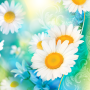 icon Daisies Live Wallpaper