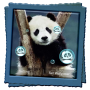 icon Panda Live Wallpaper