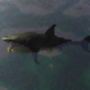 icon PetShark